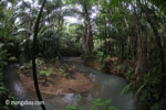 Lowland rainforest creek in Java's Ujung Kulon National Park