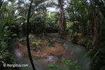 Rain forest stream in Java's Ujung Kulon National Park