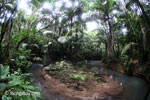 Lowland rain forest stream in Java's Ujung Kulon National Park