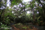 Rain forest creek in Java's Ujung Kulon National Park