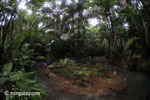 Lowland rain forest creek in Java's Ujung Kulon National Park