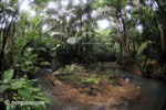 Jungle stream in Java's Ujung Kulon National Park