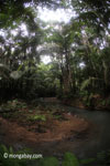 Jungle creek in Java's Ujung Kulon National Park [java_0756]