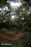 Lowland jungle creek in Java's Ujung Kulon National Park