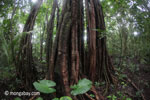 Rainforest tree in Ujung Kulon NP