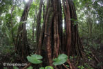 Rain forest tree in Ujung Kulon NP