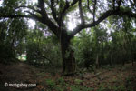 Rainforest tree on Handeuleum Island