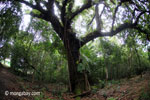 Rain forest tree on Handeuleum Island