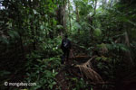 Rhino Protection Unit on patrol in Ujung Kulon's lowland rainforest