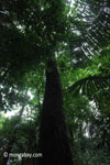 Ulung Kulon lowland rainforest