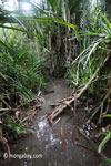 Ulung Kulon swamp forest