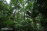 Ulung Kulon lowland rain forest