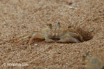 Ghost crabs on the beach [java_0823]