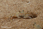 Ghost crabs on the beach [java_0825]