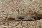 Ghost crabs on the beach