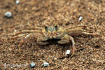 Ghost crabs on the beach [java_0827]