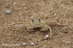 Ghost crabs on the beach [java_0828]