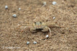 Ghost crabs on the beach [java_0829]