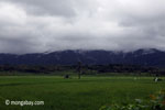 Rice paddies with the mountains of Ujung Kulon National Park behind