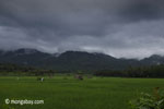 Rice fields with the forested mountains of Ujung Kulon National Park