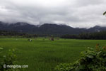 Paddy rice and the forested mountains of Ujung Kulon behind