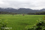 Paddy rice and the forested mountains of Ujung Kulon National Park