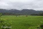 Rice paddies and the forested mountains of Ujung Kulon National Park