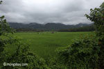 Rice fields and the forested mountains of Ujung Kulon National Park