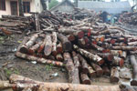 Sawmill for teak in Java