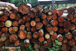 Pile of round logs at an Indonesia sawmill