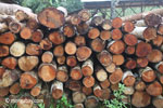 Pile of round logs at a sawmill