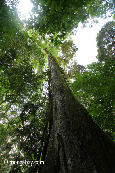 Looking up the trunk of a rainforest tree