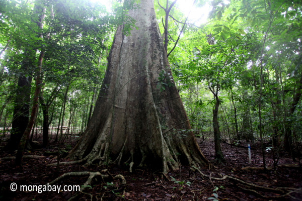 Lowland rain forest in Java. Rhett A. Butler.
