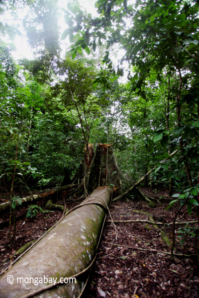 Fallen rainforest tree in Ujung Kulon N.P.