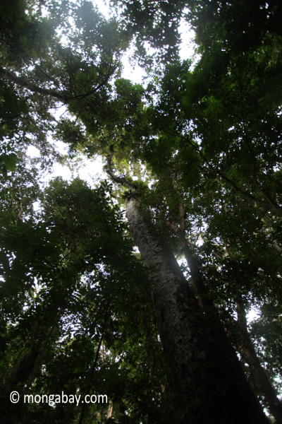 Ujung Kulon jungle tree