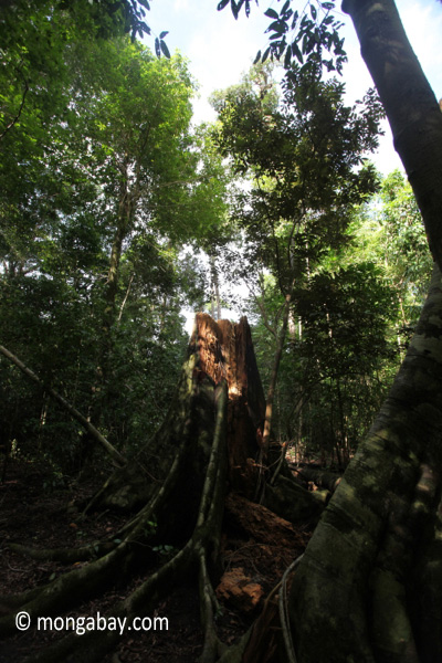 Buttress roots after a tree fall
