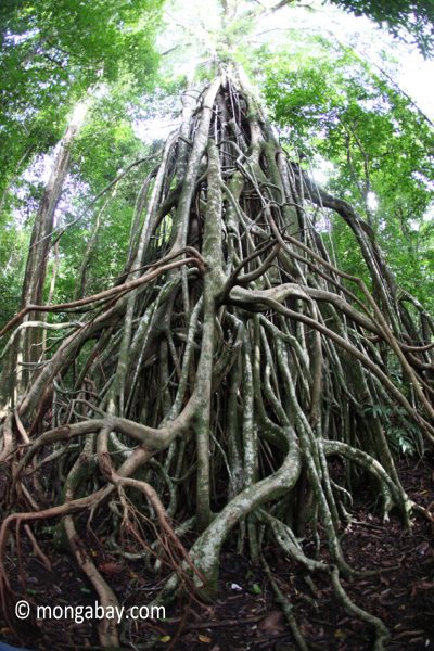 Gigantic strangler fig