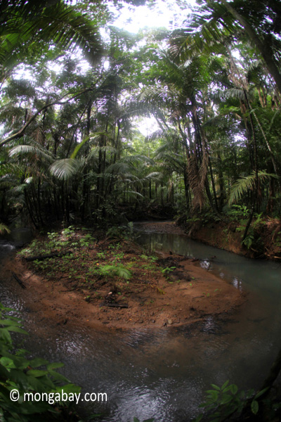 Lowland jungle creek in Java's Ujung Kulon National Park