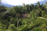 Deforestasi di tepi Tangkoko Cadangan