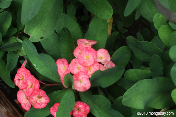 indonesia  of crown thorns  flower Crown  Photo: flower Indonesia
