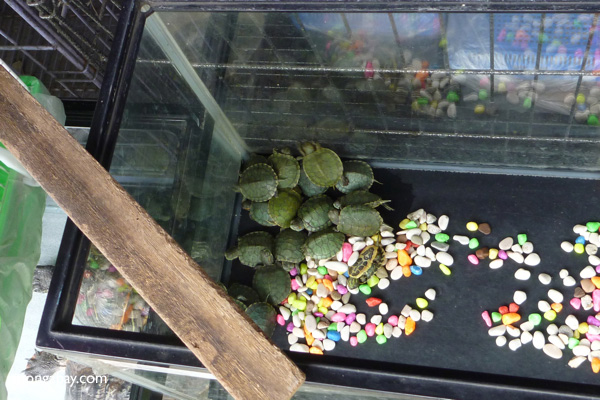Baby turtles for sale as pets in the animal market in Jakarta