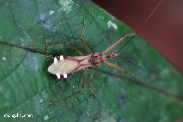 Assassin bug