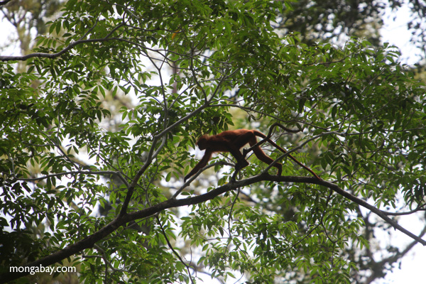 Maroon Leaf Monkey