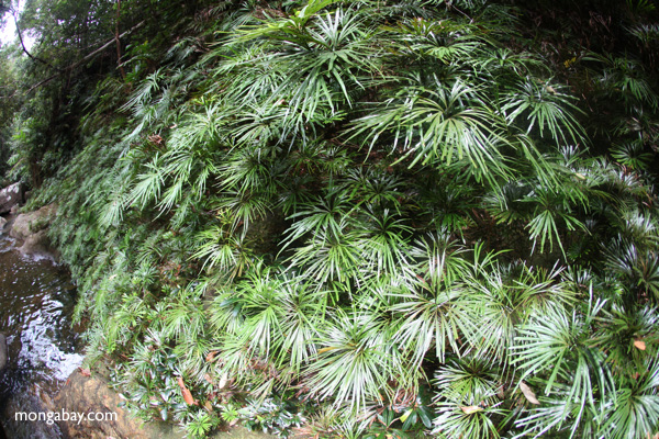 Riparian vegetation