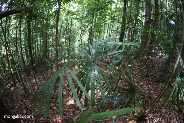 Understory vegetation