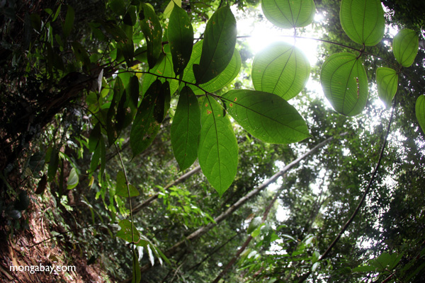 Borneo rainforest