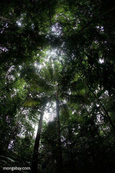 Palm tree in the rainforest of Indonesian Borneo