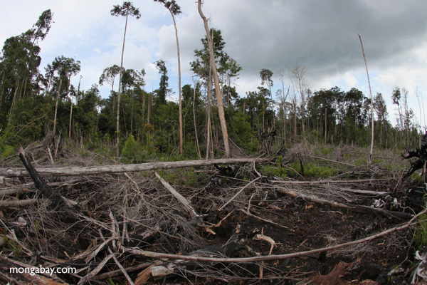 Devastated rain forest landscape in Borneo