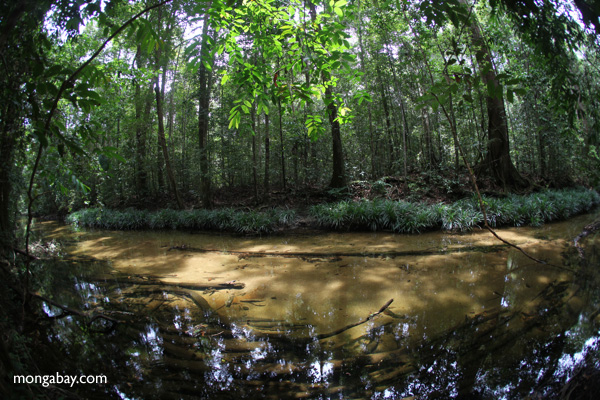 Clearwater rain forest stream in Indonesian Borneo (Kalimantan)