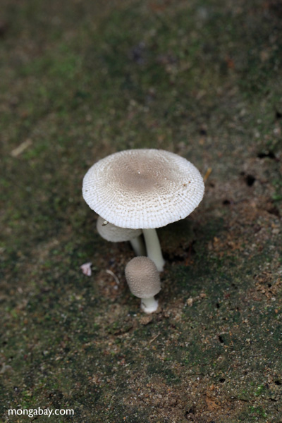 White mushroom